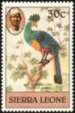 Great Blue Turaco (Corythaeola cristata)